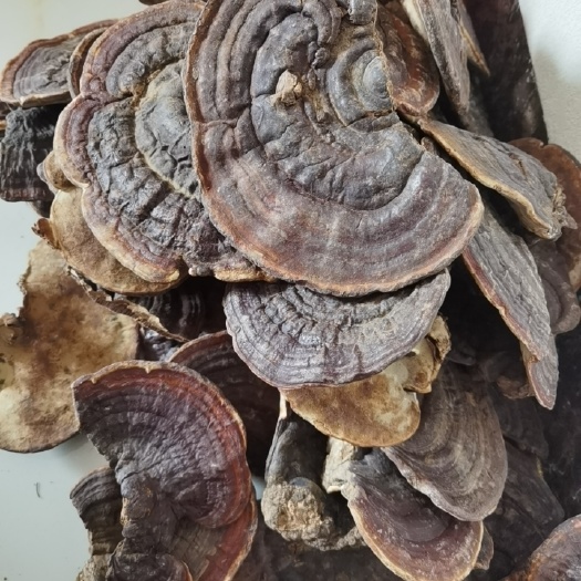 昆明赤灵芝