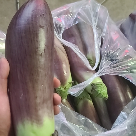思茅冰川茄