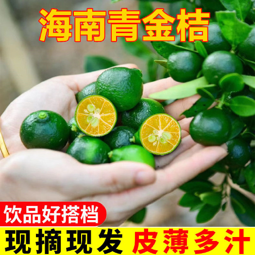 海口海南青金桔小青柠包邮奶茶现摘新鲜当季水果批发