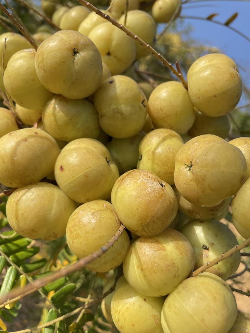 普宁市新鲜靓饼甜油甘果 甜油甘果 新鲜当天现摘现发 精品高山果