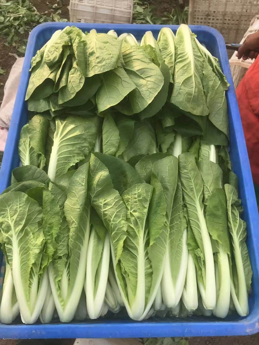 杭州快菜
