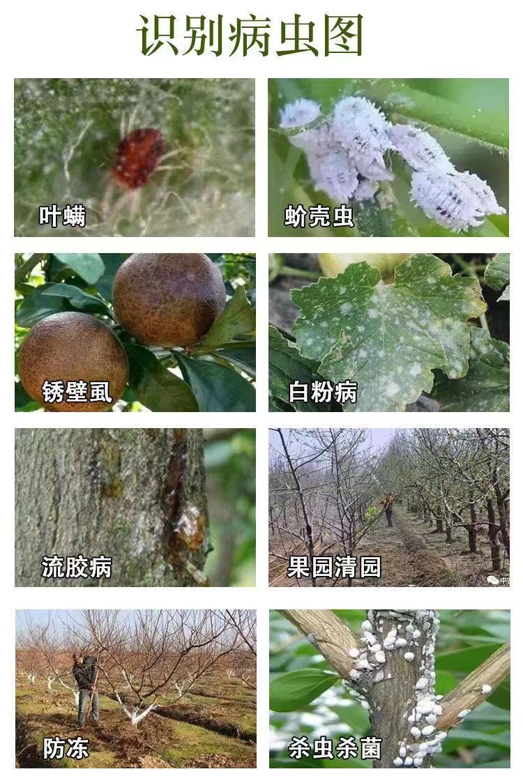 29%石硫合剂杀菌 蚧壳虫白粉病涂白清园柑橘专用园林农药批发