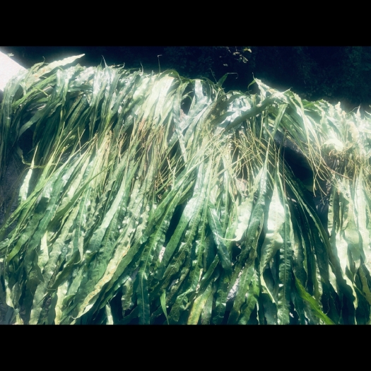 古蔺县化石草