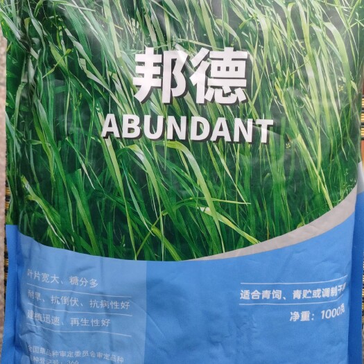 保山邦德  牧谣  纯黑麦草种，宽叶四倍体（4N）。