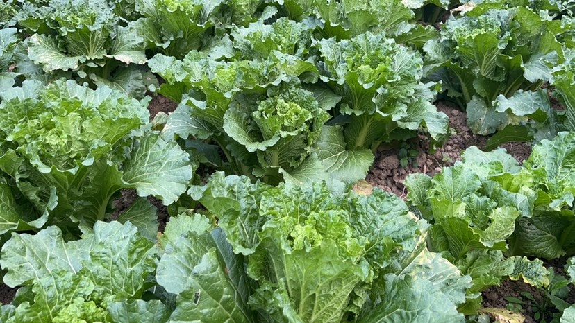 麻江县青口白菜