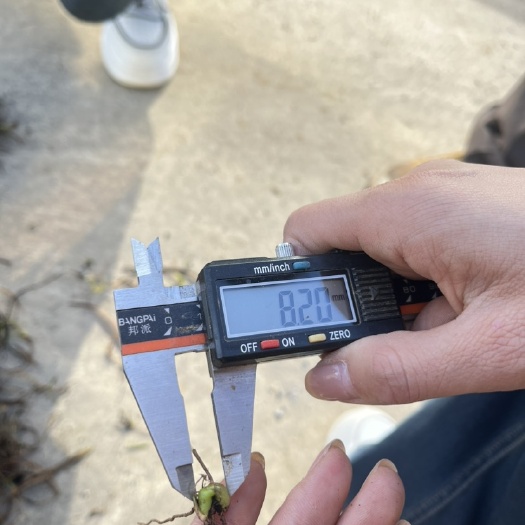 丹凤县白芨直播苗