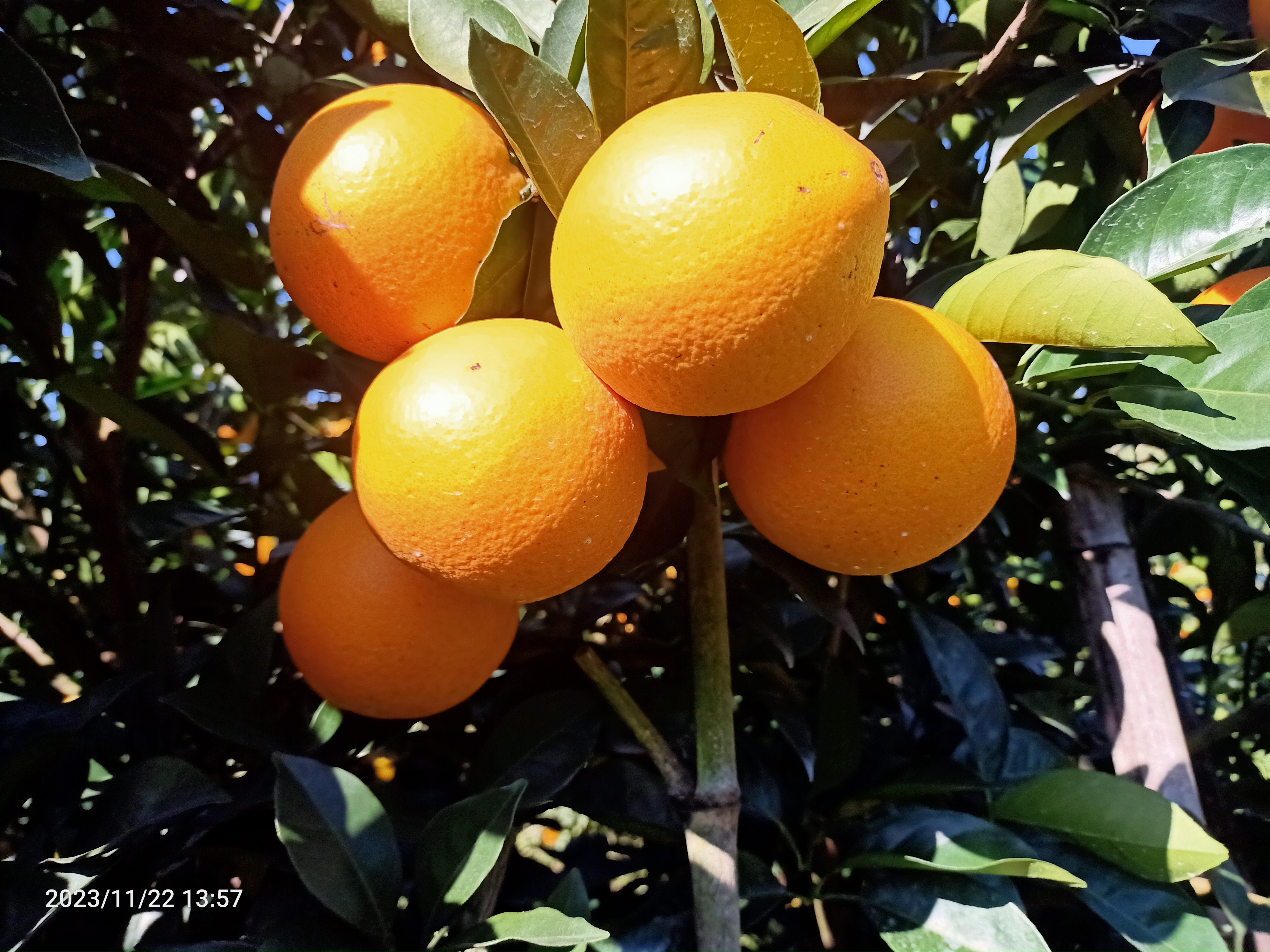 自家种的赣南脐橙，3万斤待售