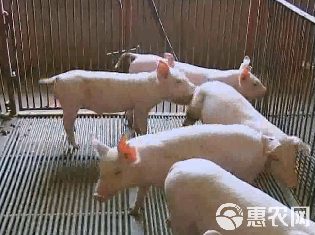 养殖技术视频教程U盘鸡鸭鹅兔猪牛羊蝎子蚯蚓黄鳝等家禽教学优盘