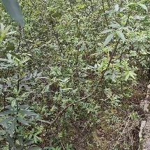 花椒苗，天知椒苗，