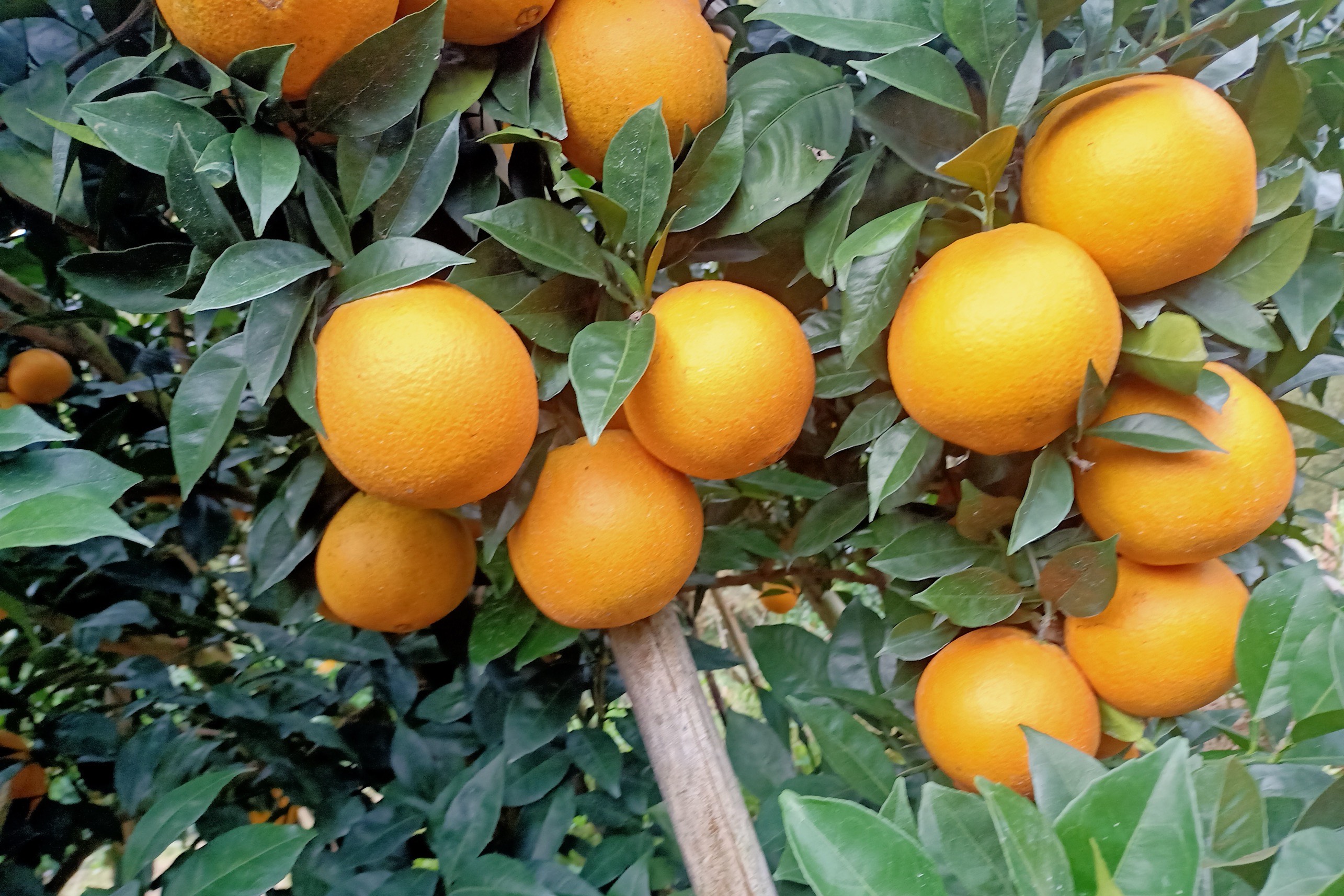 自家种的赣南脐橙，3万斤待售