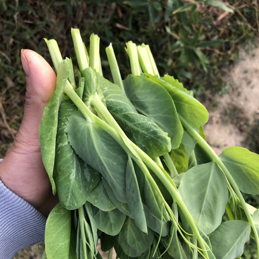 自贡高品质豌豆尖大量供货，基地直供！需要精品豌豆尖的老板赶紧联系