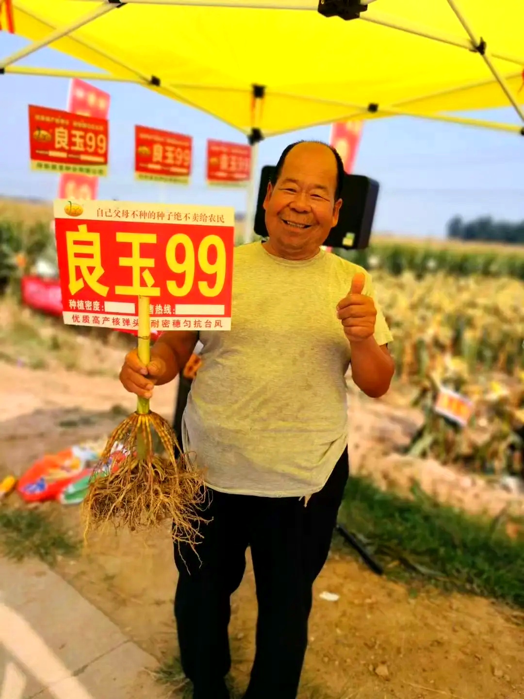 登海良玉99 抗病抗倒耐密植粮饲兼用 活杆成熟优质玉米种子