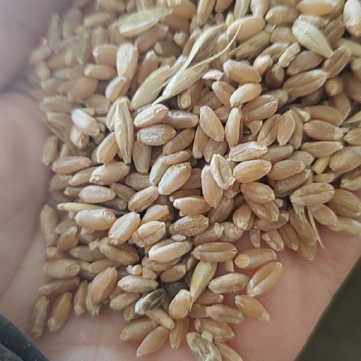 克什克腾富硒小麦