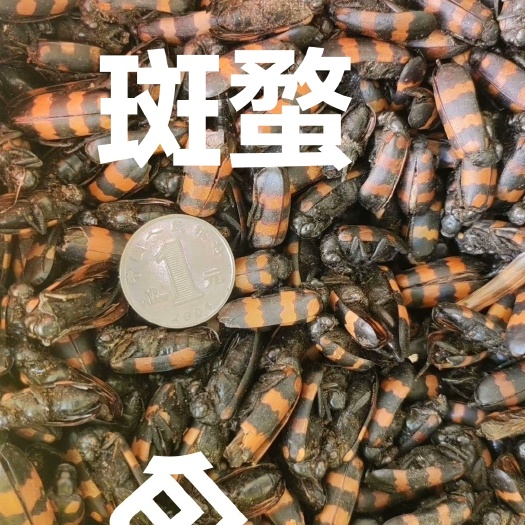 菏泽冷背昆虫500克 需要的拍下就可以，有现货，