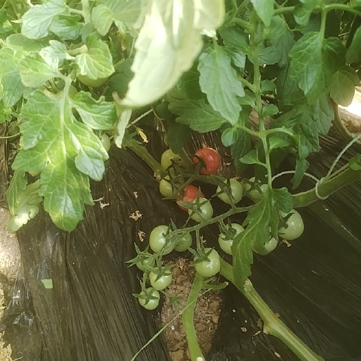 商河县水果西红柿