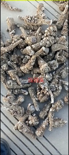 鹤庆县云当归