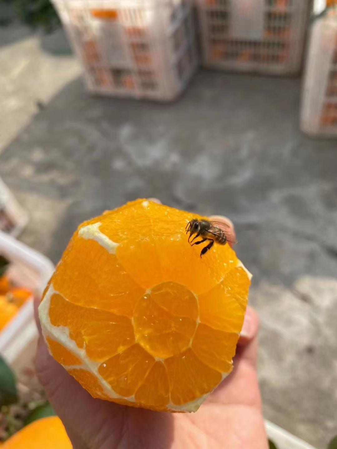 中华名果，奉节脐橙，推广，富含维C
