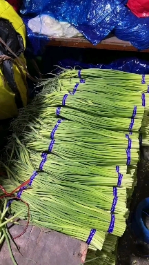 蒜苔红帽蒜苔精品蒜苔直供电商超市全国各地批发市场量大从优