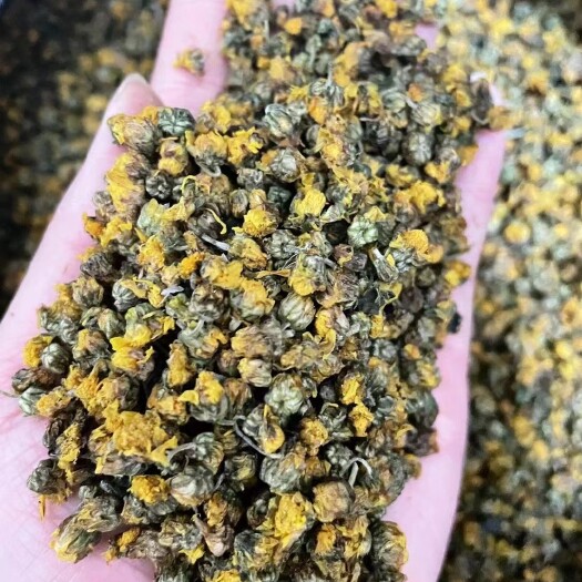 贵阳贵州野生野菊花