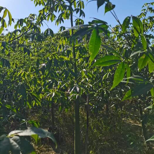 大腹木棉10-50分移植苗