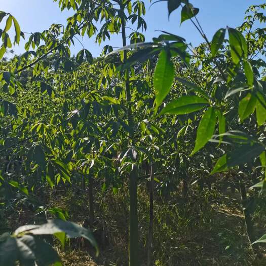 揭阳大腹木棉10-50分移植苗