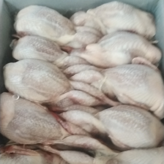 金华白条鹌鹑