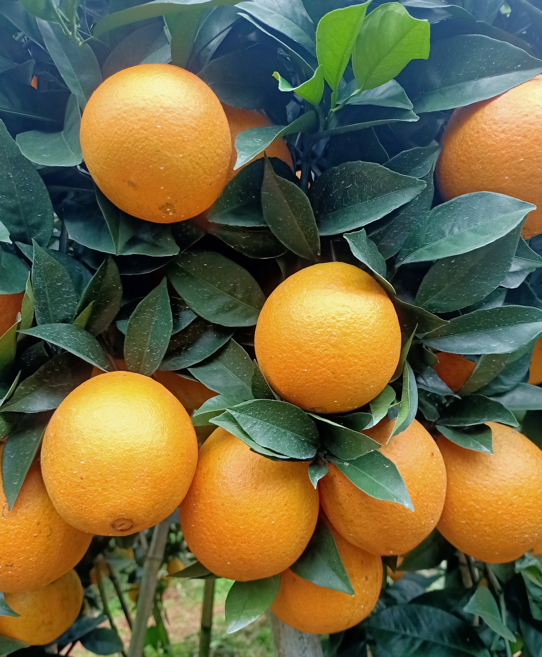 自家种的赣南脐橙，3万斤待售