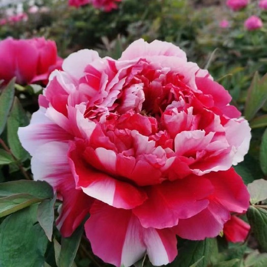 郓城县菏泽精品牡丹基地1/10年苗牡丹基地