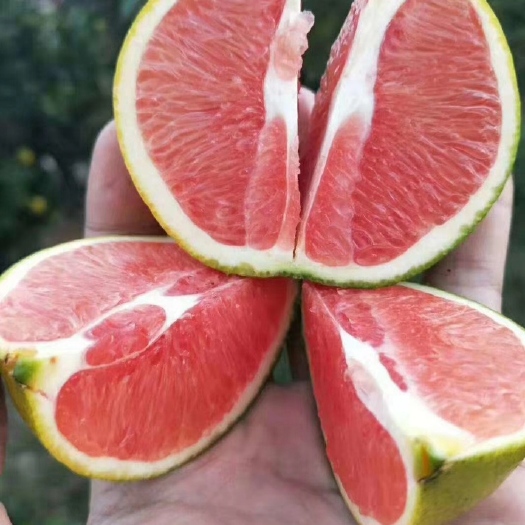 信丰县赣南脐橙，血橙果园现摘现寄批发