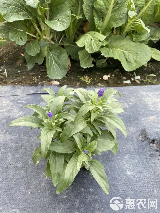 基地大量 泥炭土时花 一串蓝 鼠尾草