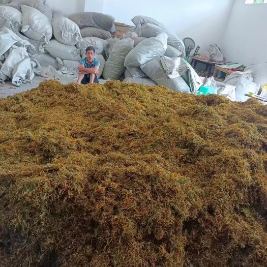 绥阳县山银花