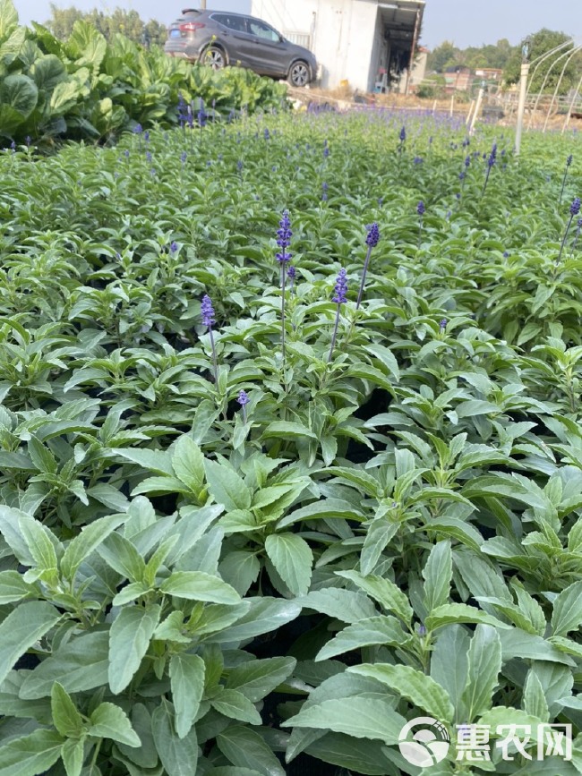 基地大量 泥炭土时花 一串蓝 鼠尾草