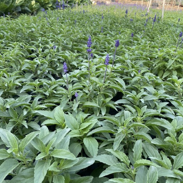 基地大量 泥炭土时花 一串蓝 鼠尾草