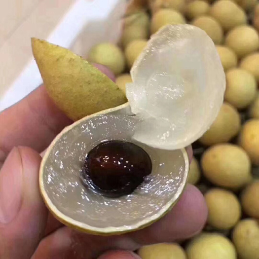 广州泰国龙眼颗粒大粒粒饱满圆润水分足，欢迎各大渠道对接
