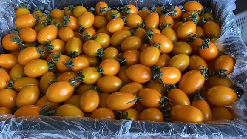 漳州黄柿子大量供应，有需要的老板，欢迎来合作