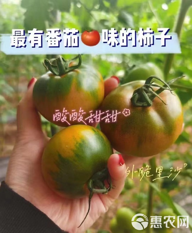 草莓柿子 西红柿 铁皮柿子