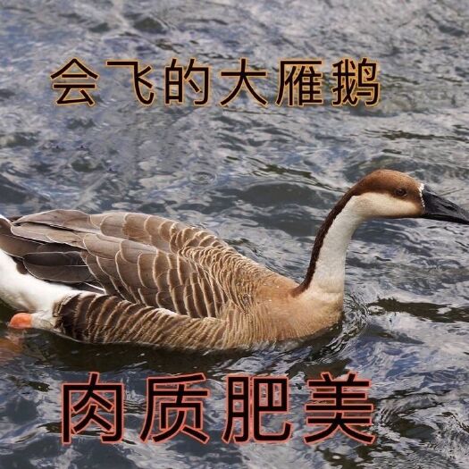 【东北雁鹅】查干湖周边雁鹅新鲜现杀速冻整只雁鹅肉鹅鹅肉非灰鹅