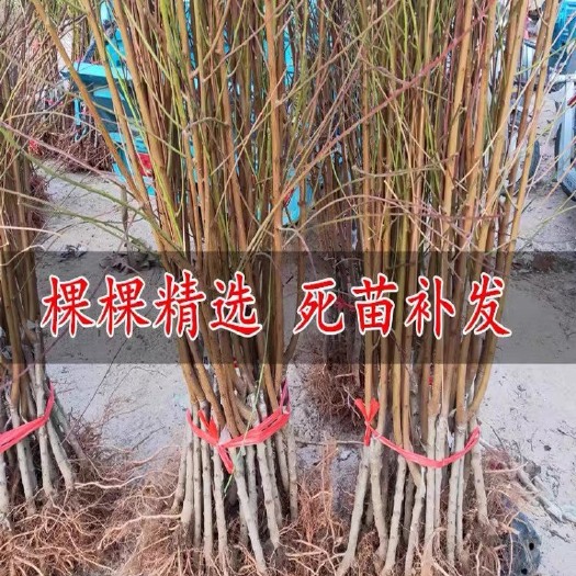 桃树苗新品种特大超甜冬桃树苗抗寒冻不死南北方种植当年结果