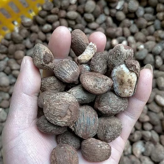  桐籽