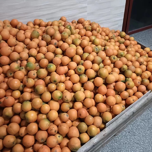 广州自家种的纽荷尔
