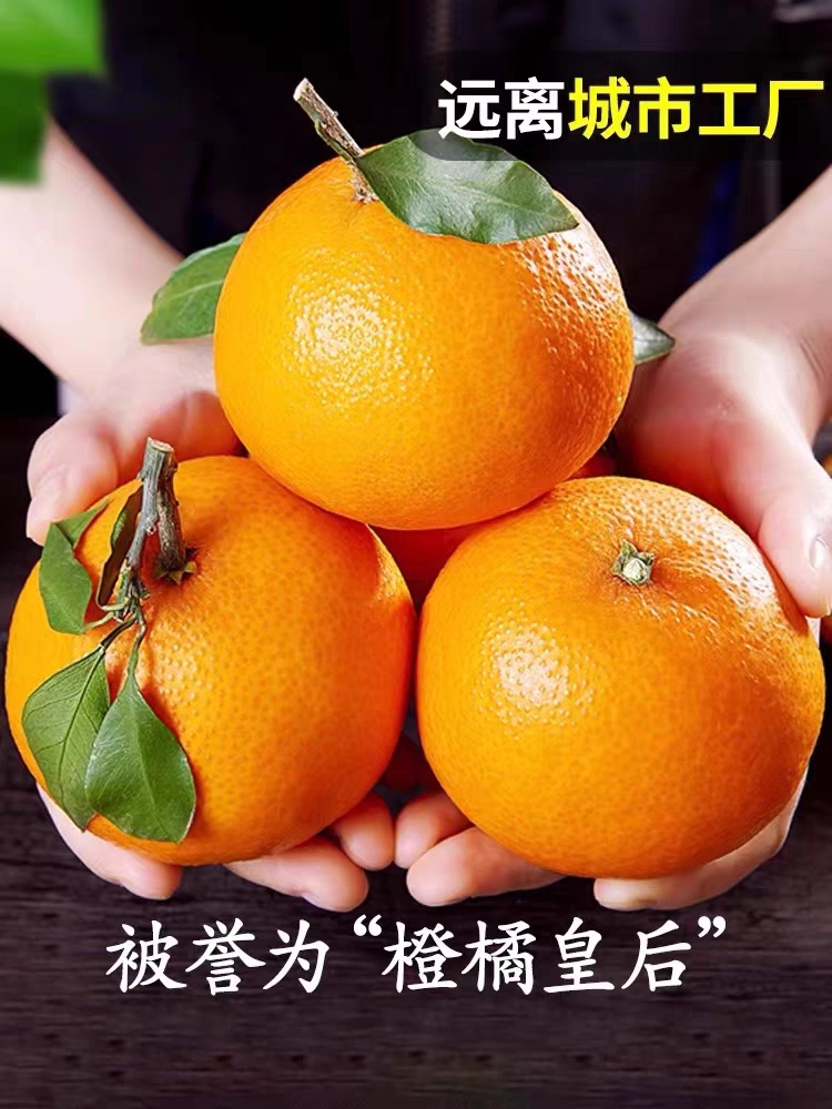 爱媛果冻橙~耙耙柑