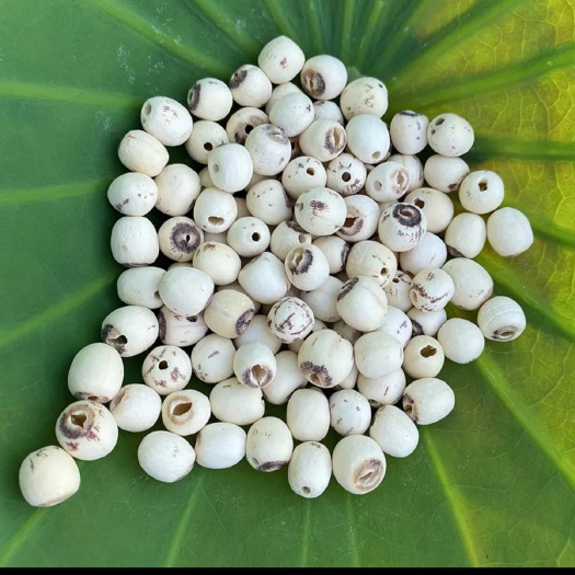 黄冈黄冈莲子（湘莲和少量湖莲）