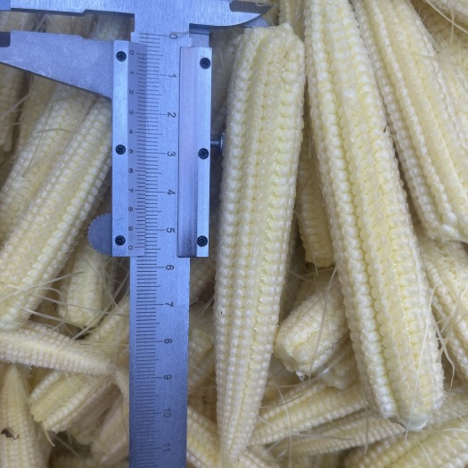雷州市玉米笋大量供货！千亩大量