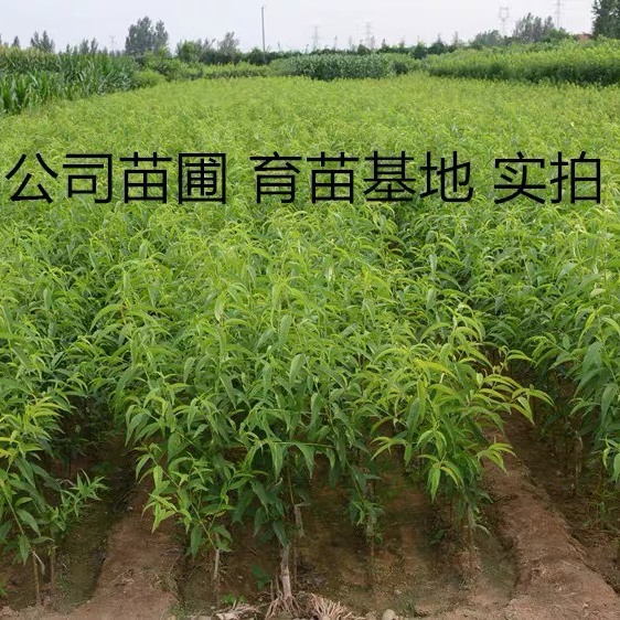 桃树苗新品种特大超甜冬桃树苗抗寒冻不死南北方种植当年结果