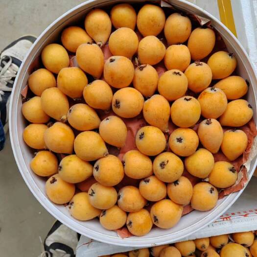 昆明高原琵琶一件代发整柜走货基地直发对接全国电商