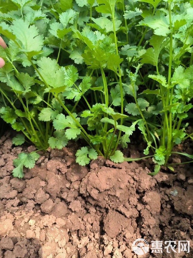 意大利SUBA大叶香菜种子 耐热耐寒耐抽苔 四季可种植