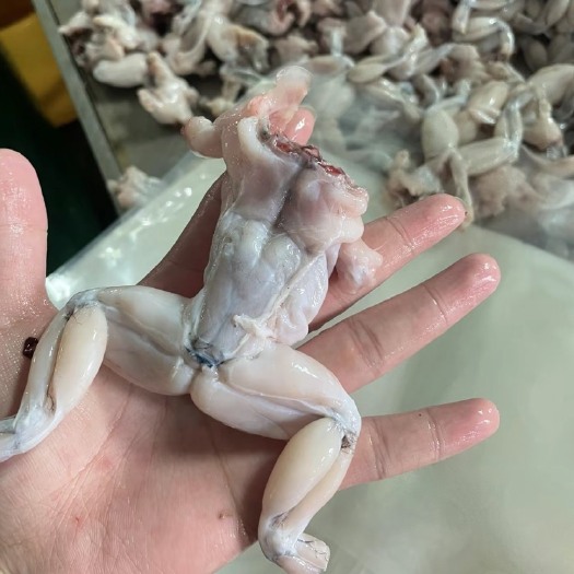 汕头牛蛙肉