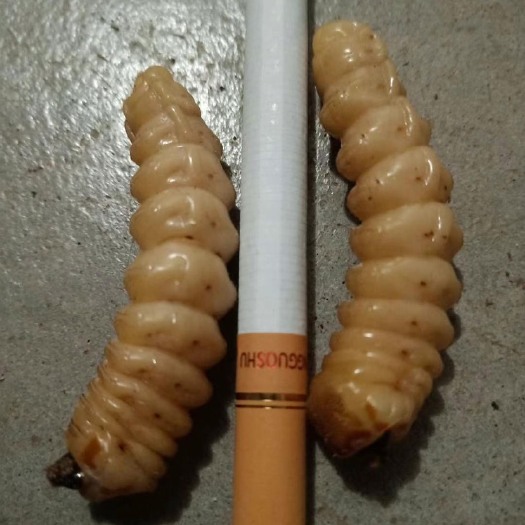 独山县云石树斗米虫