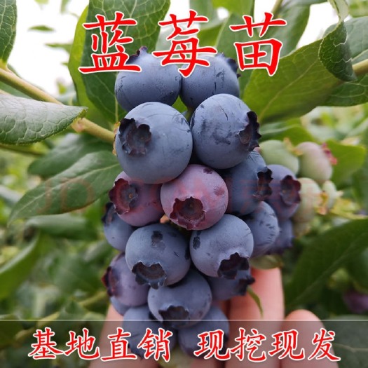 平邑县蓝莓苗水果树树苗北方树苗耐寒盆栽地栽果树苗蓝莓树苗盆栽地栽