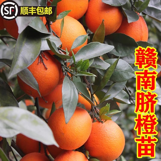 宁都县赣南脐橙树苗